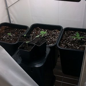 my first indoor CFL grow 223W (so far)