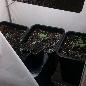 my first indoor CFL grow 223W (so far)