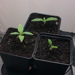 my first indoor CFL grow 223W (so far)