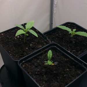 my first indoor CFL grow 223W (so far)