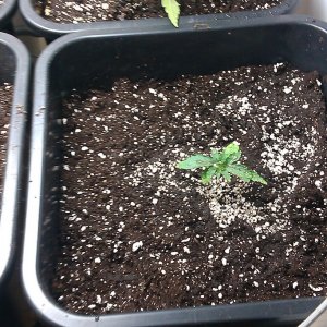 my first indoor CFL grow 223W (so far)