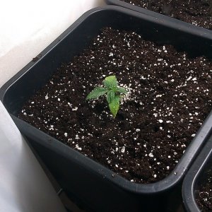 my first indoor CFL grow 223W (so far)