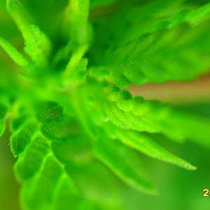 close up CFL grow