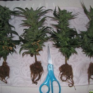 Clones at Harvest