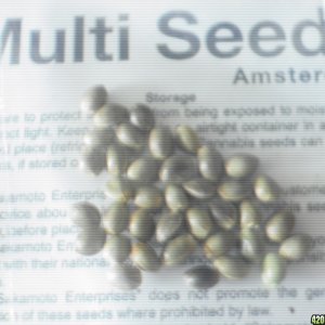 seeds