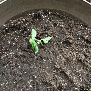 Critical + Seedlings 3 Weeks 3 Days