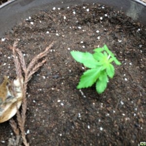 Blue Widow - Seedlings 3 Weeks 3 Days