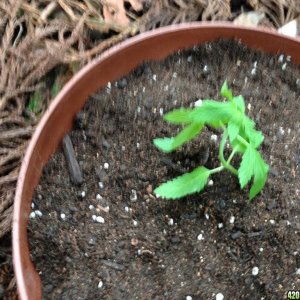 Blue Widow - Seedlings 3 Weeks 3 Days