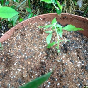 White Widow - Seedlings 3 Weeks 3 Days