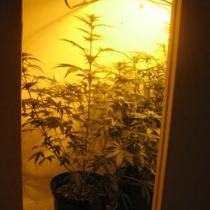 Bag seed plants about 3 weeks into flowering