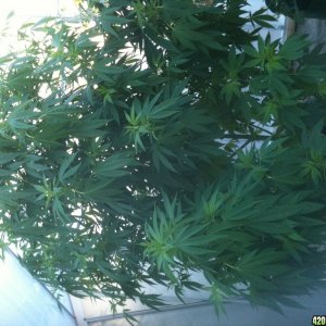 6 ft plant still in veg uk grow