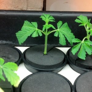 Experimenting with Clones - Part 2