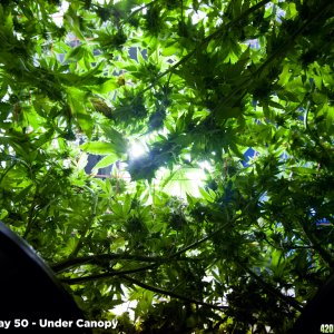 SCROG Under Canopy - Flower Day 50