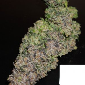 Blue Lemon Thai