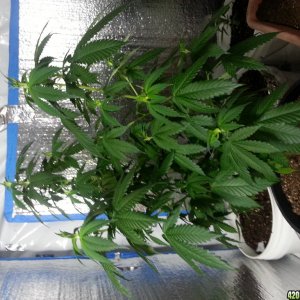 my first grow C. Indica kush( old indica Strain)