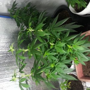 my first grow C. Indica kush( old indica Strain)