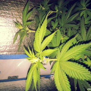 my first grow C. Indica kush( old indica Strain)