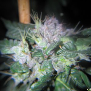 Mendo Kush Top