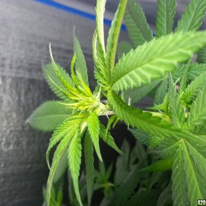 First pistils in Flowering