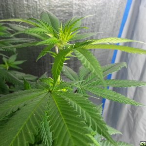 First pistils in Flowering