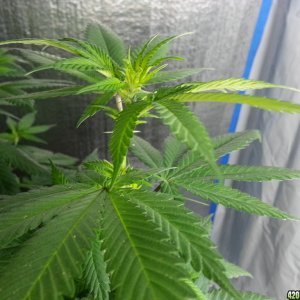 First pistils in Flowering