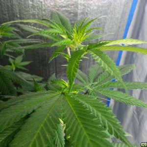 First pistils in Flowering