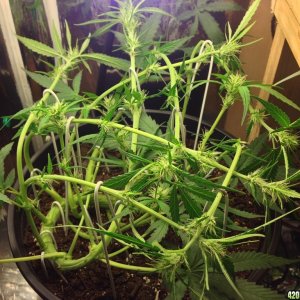 Kali Mist straight to Flower extreme LST