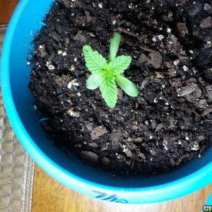 6 leafed seedling? check it out is this normal?