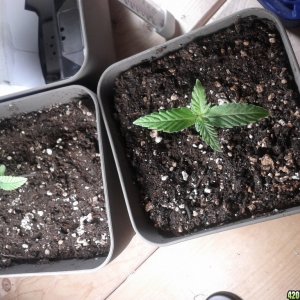 Seedlings