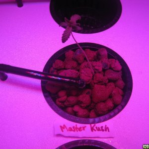 masterkush seedling