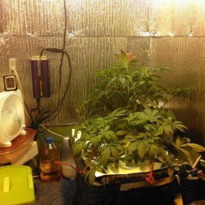 1st-grow-400watt-x2-dwc-jack-herer-x2-mad-scientist-x-jackberry-x2