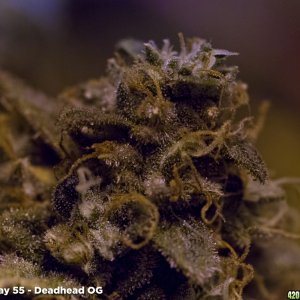 Deadhead OG - Trichs - Flower Day 55