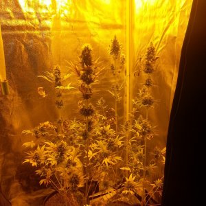 Tent week 7 (day 50)