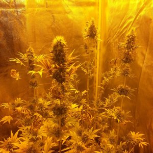 Tent Week 7 (day 50)