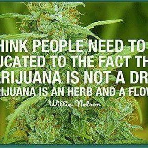 Cannabis Facts