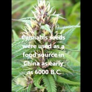 Cannabis Facts