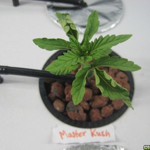 master kush 3 weeks