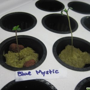 Blue Mystic seedlings