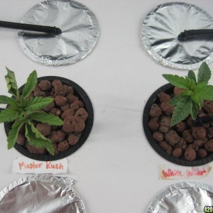 Master Kush and White widow at 3 weeks