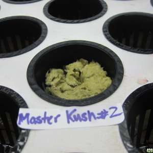 Master Kush seedling