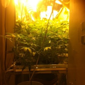 The scrog