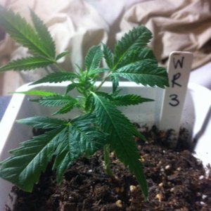 White Russian Clone1