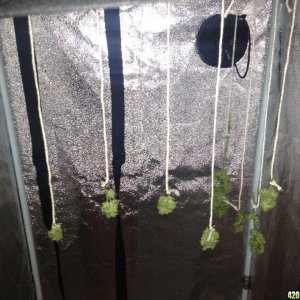 2x4 ft grow tent 7/24/13