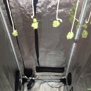 2x4 ft grow tent 7/24/13