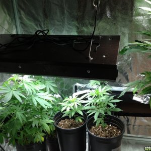 2x4 ft grow tent 7/24/13