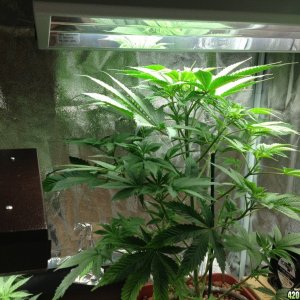 2x4 ft grow tent 7/24/13