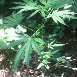 Kerala Krush / Guerilla Organic Grow