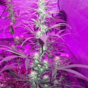 my_grow_3731