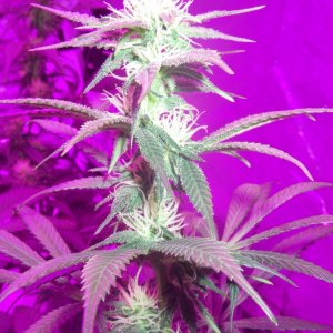 my_grow_3771