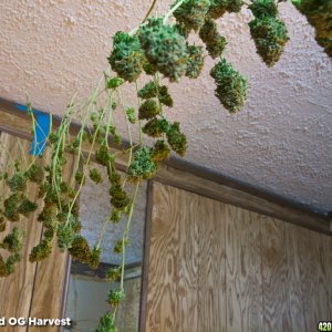 Deadhead OG Harvest Drying 36 Hours